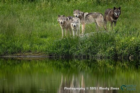 Wolf park - Parc Oméga, a wildlife park in Montebello, Canada, in the province of Québec, changes that. Here, you can enter the forests of fairytales and stay at overnight cabins that brush up against a protected wolf habitat—the only place in North America where humans can join the wolfpack for a night. Canada has the world’s largest grey …